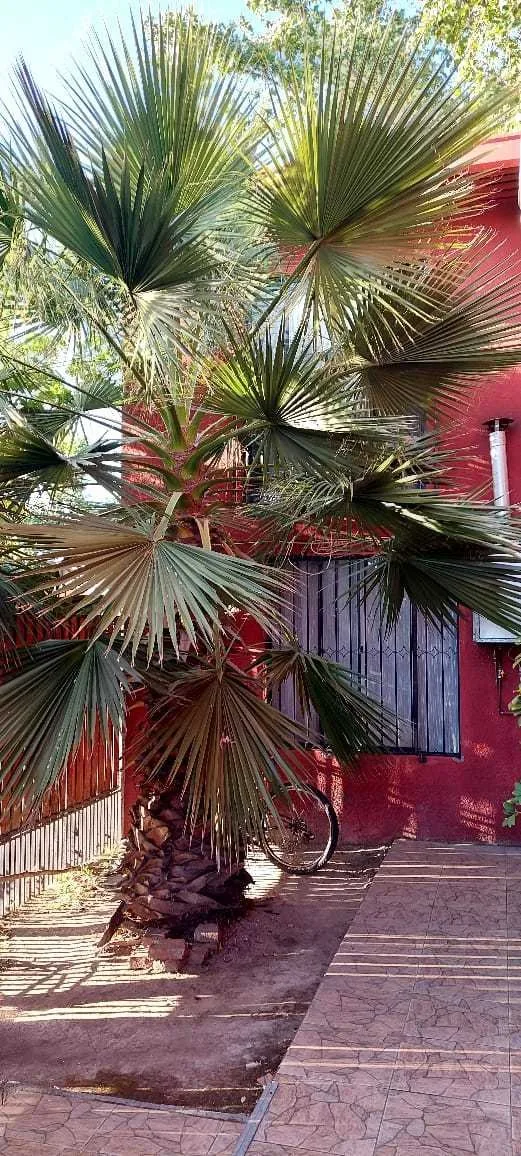 Arriendo de Oficina en Peñaflor, María Ester Garay 123