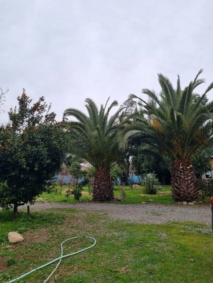 Arriendo de Parcela en Mostazal, Fundo Peuco