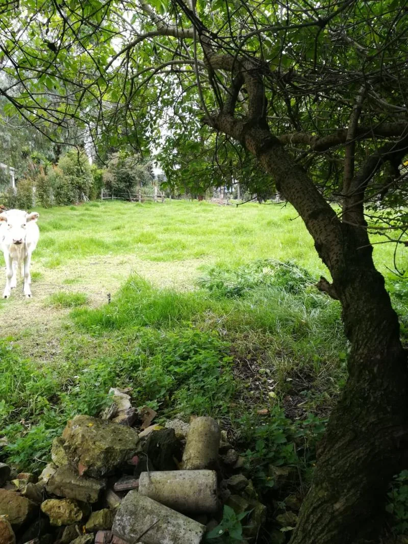 Casa en Arriendo en La balsa, Chía